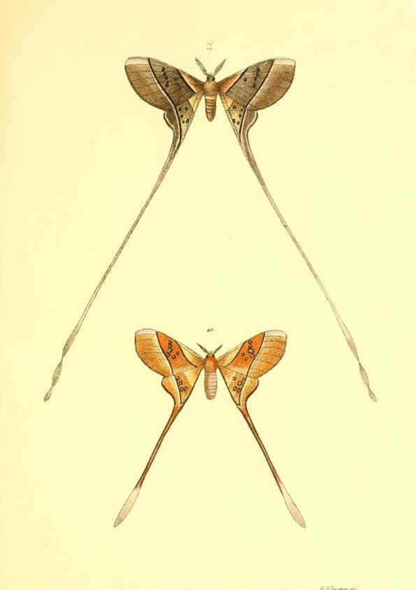 Reproducción/Reproduction 5981251294: Beiträge zur Schmetterlingskunde Elberfeld :[s.n.],1872