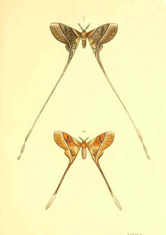 Reproducción/Reproduction 5981251294: Beiträge zur Schmetterlingskunde Elberfeld :[s.n.],1872