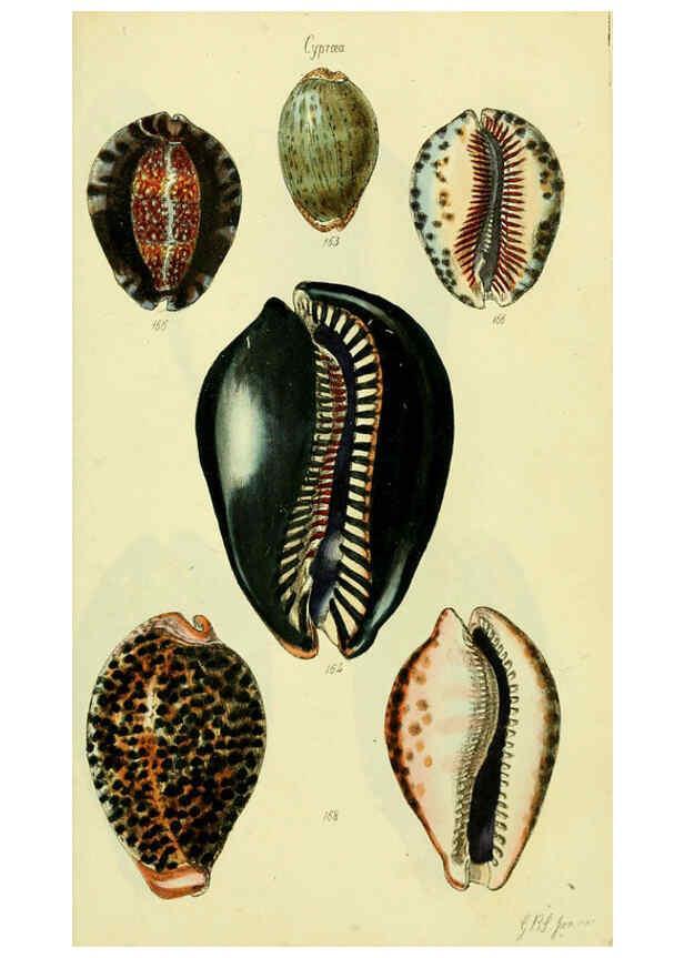 Reproducción/Reproduction 5978537502: The conchological illustrations or, Coloured figures of all the hitherto unfigured recent shells London :[s.n.] ;1832