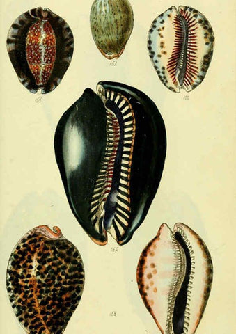 Reproducción/Reproduction 5978537502: The conchological illustrations or, Coloured figures of all the hitherto unfigured recent shells London :[s.n.] ;1832