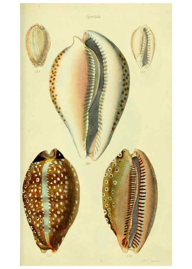 Reproducción/Reproduction 5978537892: The conchological illustrations or, Coloured figures of all the hitherto unfigured recent shells London :[s.n.] ;1832