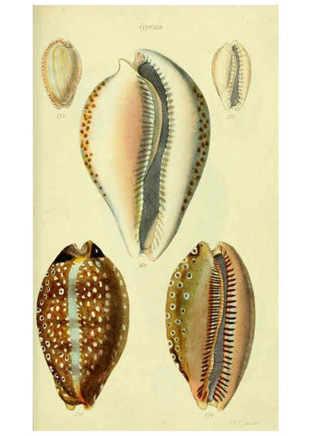 Reproducción/Reproduction 5978537892: The conchological illustrations or, Coloured figures of all the hitherto unfigured recent shells London :[s.n.] ;1832