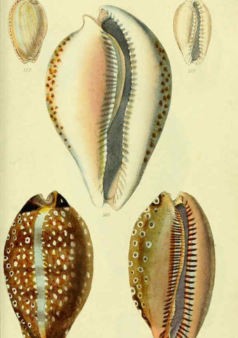 Reproducción/Reproduction 5978537892: The conchological illustrations or, Coloured figures of all the hitherto unfigured recent shells London :[s.n.] ;1832