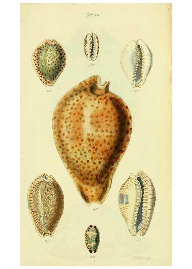 Reproducción/Reproduction 5978538226: The conchological illustrations or, Coloured figures of all the hitherto unfigured recent shells London :[s.n.] ;1832