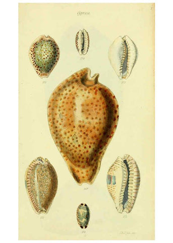 Reproducción/Reproduction 5978538226: The conchological illustrations or, Coloured figures of all the hitherto unfigured recent shells London :[s.n.] ;1832