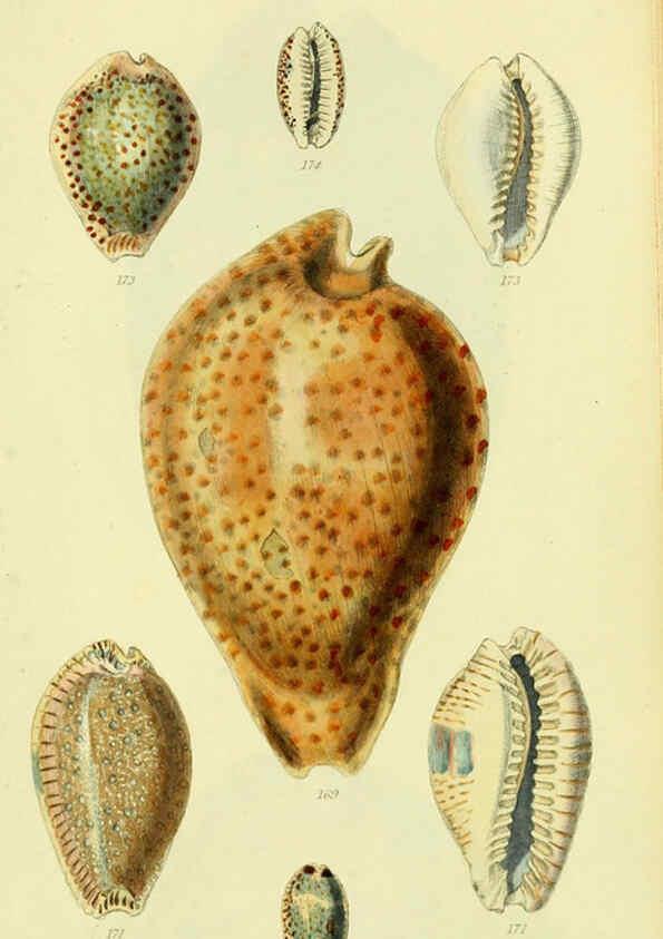 Reproducción/Reproduction 5978538226: The conchological illustrations or, Coloured figures of all the hitherto unfigured recent shells London :[s.n.] ;1832