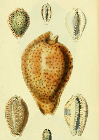 Reproducción/Reproduction 5978538226: The conchological illustrations or, Coloured figures of all the hitherto unfigured recent shells London :[s.n.] ;1832