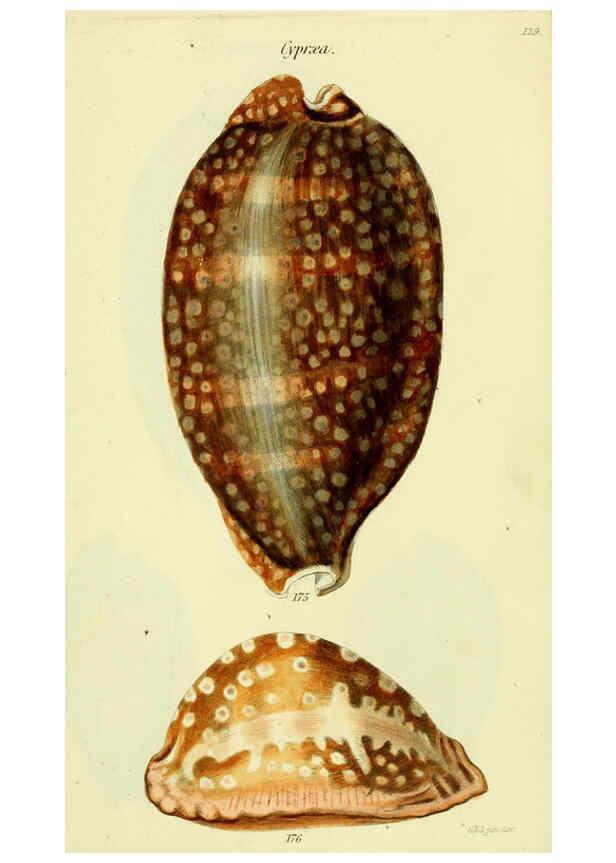 Reproducción/Reproduction 5977980071: The conchological illustrations or, Coloured figures of all the hitherto unfigured recent shells London :[s.n.] ;1832