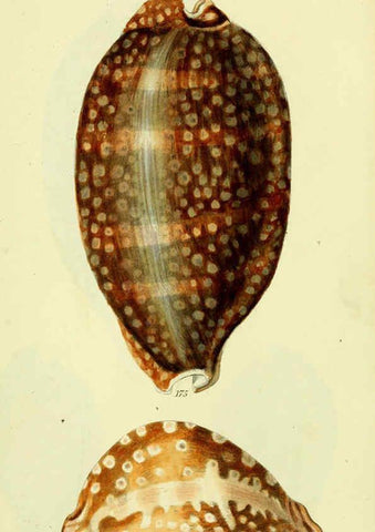Reproducción/Reproduction 5977980071: The conchological illustrations or, Coloured figures of all the hitherto unfigured recent shells London :[s.n.] ;1832