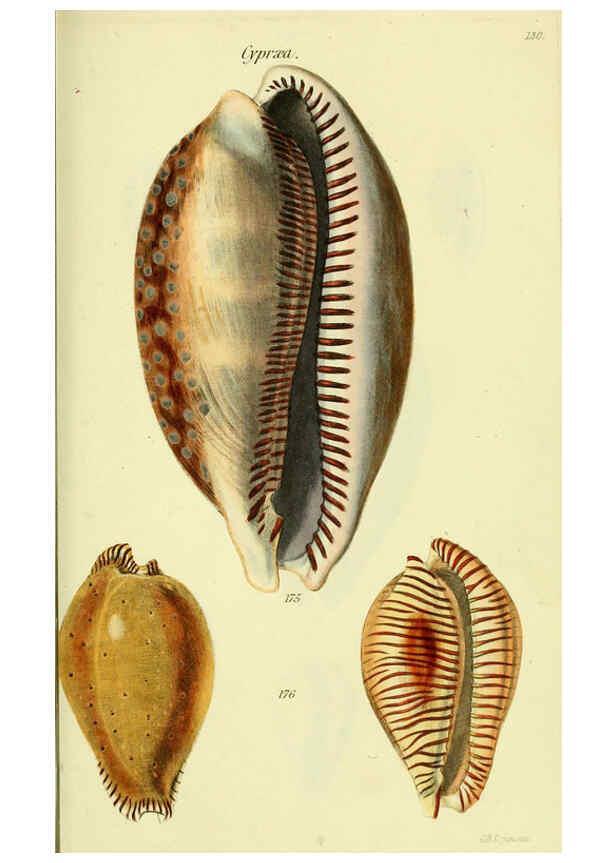 Reproducción/Reproduction 5977980377: The conchological illustrations or, Coloured figures of all the hitherto unfigured recent shells London :[s.n.] ;1832