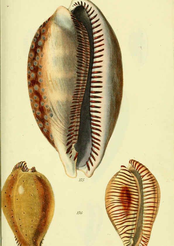 Reproducción/Reproduction 5977980377: The conchological illustrations or, Coloured figures of all the hitherto unfigured recent shells London :[s.n.] ;1832