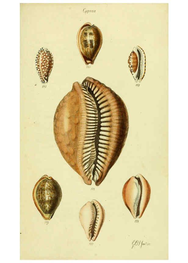 Reproducción/Reproduction 5977980943: The conchological illustrations or, Coloured figures of all the hitherto unfigured recent shells London :[s.n.] ;1832