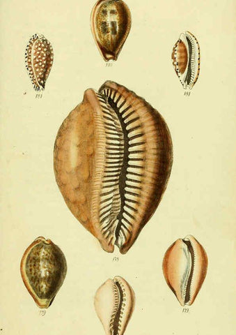 Reproducción/Reproduction 5977980943: The conchological illustrations or, Coloured figures of all the hitherto unfigured recent shells London :[s.n.] ;1832
