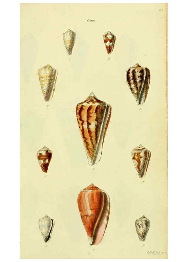Reproducción/Reproduction 5978539664: The conchological illustrations or, Coloured figures of all the hitherto unfigured recent shells London :[s.n.] ;1832