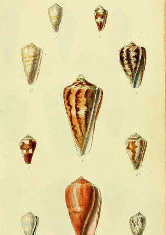Reproducción/Reproduction 5978539664: The conchological illustrations or, Coloured figures of all the hitherto unfigured recent shells London :[s.n.] ;1832