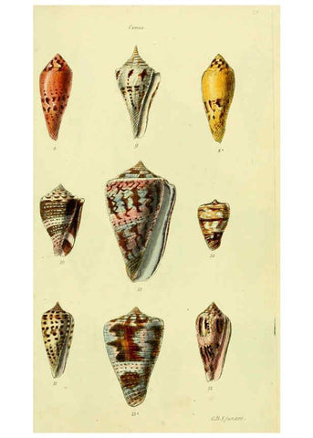 Reproducción/Reproduction 5977981437: The conchological illustrations or, Coloured figures of all the hitherto unfigured recent shells London :[s.n.] ;1832