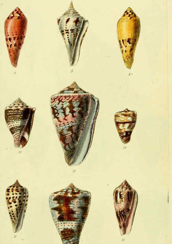 Reproducción/Reproduction 5977981437: The conchological illustrations or, Coloured figures of all the hitherto unfigured recent shells London :[s.n.] ;1832
