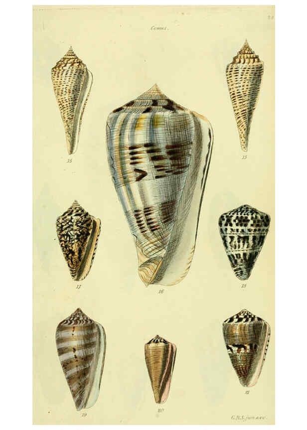 Reproducción/Reproduction 5977981785: The conchological illustrations or, Coloured figures of all the hitherto unfigured recent shells London :[s.n.] ;1832