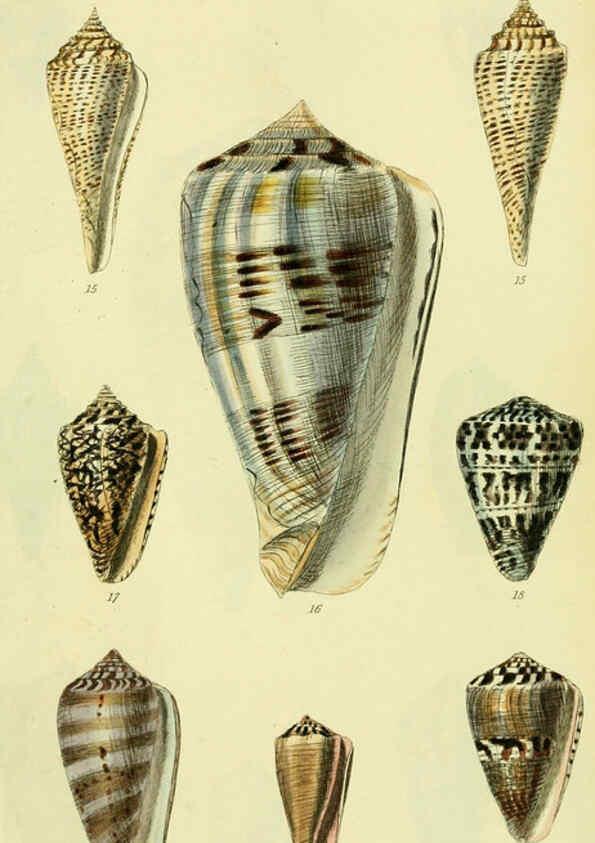 Reproducción/Reproduction 5977981785: The conchological illustrations or, Coloured figures of all the hitherto unfigured recent shells London :[s.n.] ;1832