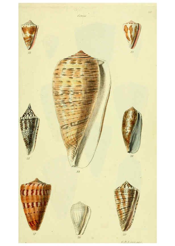 Reproducción/Reproduction 5977982137: The conchological illustrations or, Coloured figures of all the hitherto unfigured recent shells London :[s.n.] ;1832