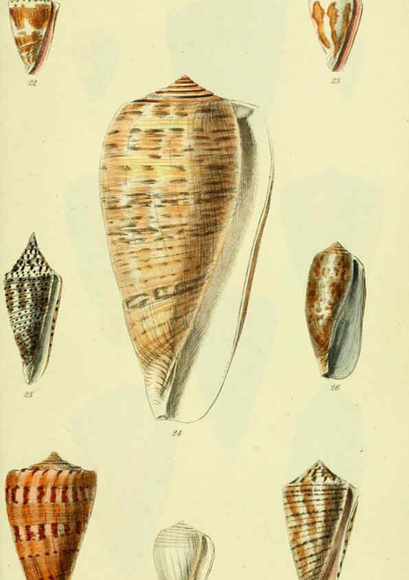 Reproducción/Reproduction 5977982137: The conchological illustrations or, Coloured figures of all the hitherto unfigured recent shells London :[s.n.] ;1832