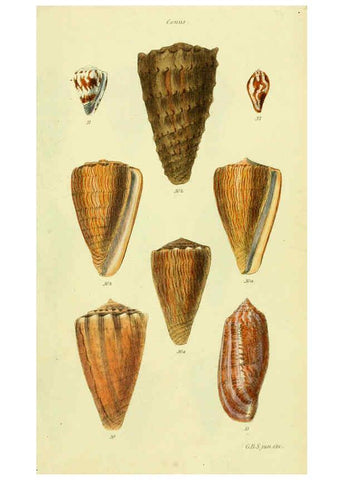 Reproducción/Reproduction 5977982541: The conchological illustrations or, Coloured figures of all the hitherto unfigured recent shells London :[s.n.] ;1832