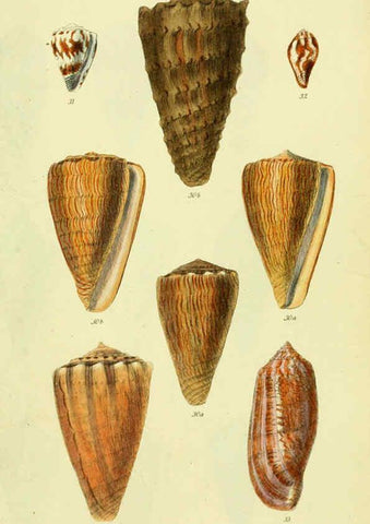 Reproducción/Reproduction 5977982541: The conchological illustrations or, Coloured figures of all the hitherto unfigured recent shells London :[s.n.] ;1832