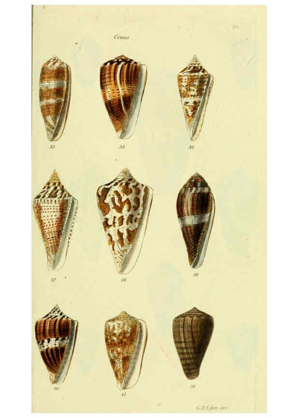 Reproducción/Reproduction 5977984561: The conchological illustrations or, Coloured figures of all the hitherto unfigured recent shells London :[s.n.] ;1832