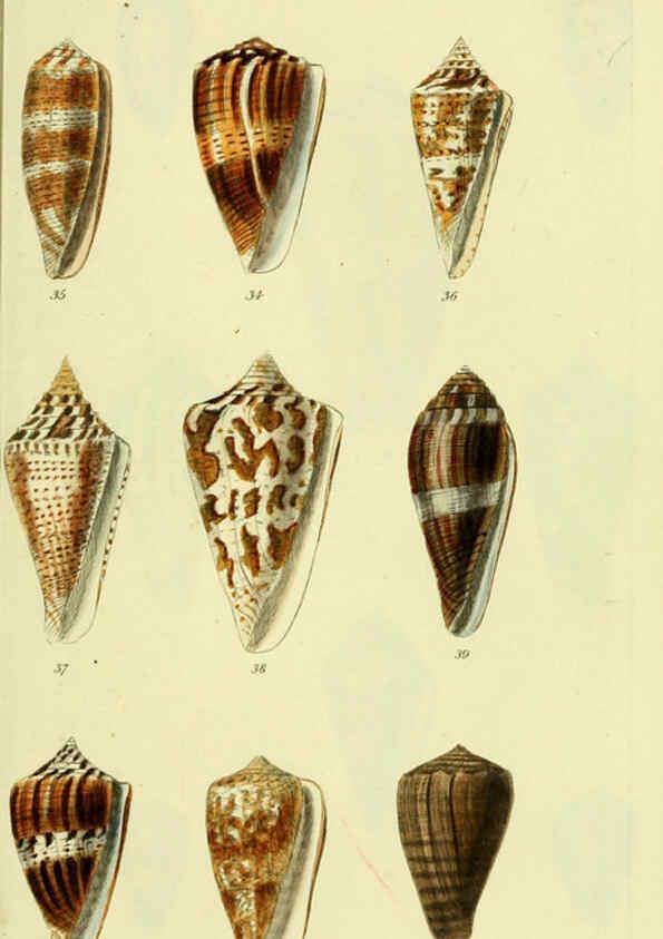 Reproducción/Reproduction 5977984561: The conchological illustrations or, Coloured figures of all the hitherto unfigured recent shells London :[s.n.] ;1832