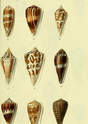 Reproducción/Reproduction 5977984561: The conchological illustrations or, Coloured figures of all the hitherto unfigured recent shells London :[s.n.] ;1832