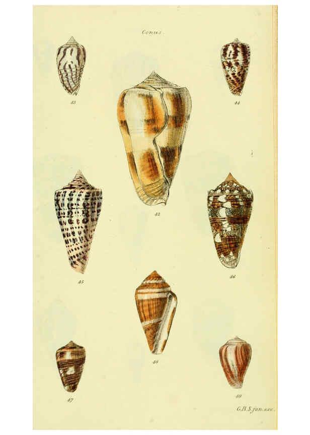 Reproducción/Reproduction 5978543322: The conchological illustrations or, Coloured figures of all the hitherto unfigured recent shells London :[s.n.] ;1832