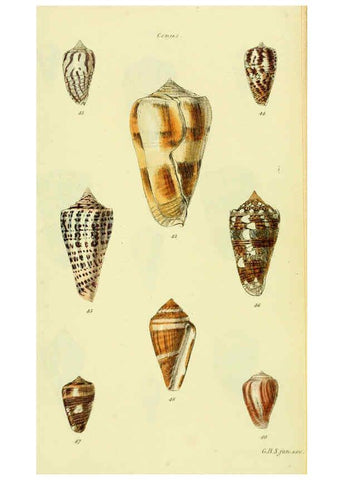 Reproducción/Reproduction 5978543322: The conchological illustrations or, Coloured figures of all the hitherto unfigured recent shells London :[s.n.] ;1832