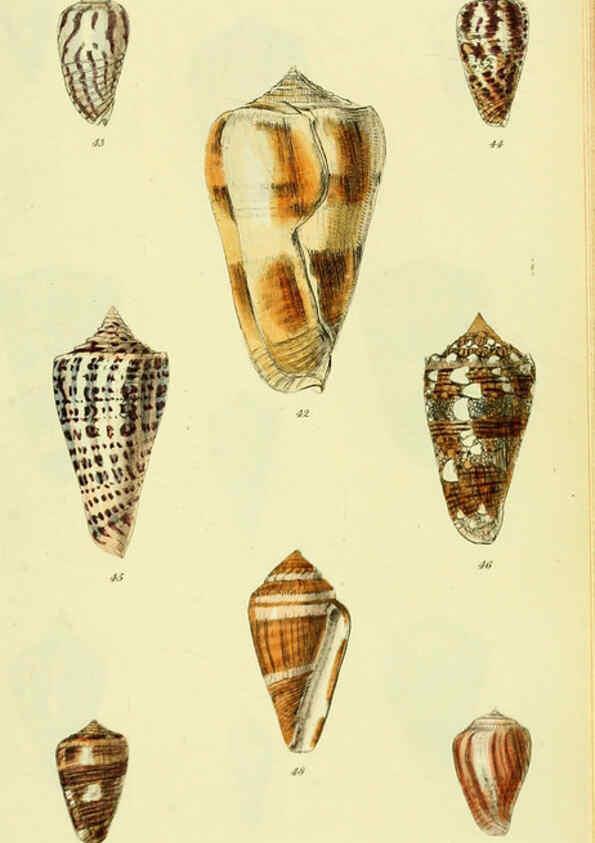 Reproducción/Reproduction 5978543322: The conchological illustrations or, Coloured figures of all the hitherto unfigured recent shells London :[s.n.] ;1832