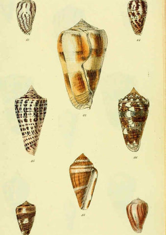 Reproducción/Reproduction 5978543322: The conchological illustrations or, Coloured figures of all the hitherto unfigured recent shells London :[s.n.] ;1832