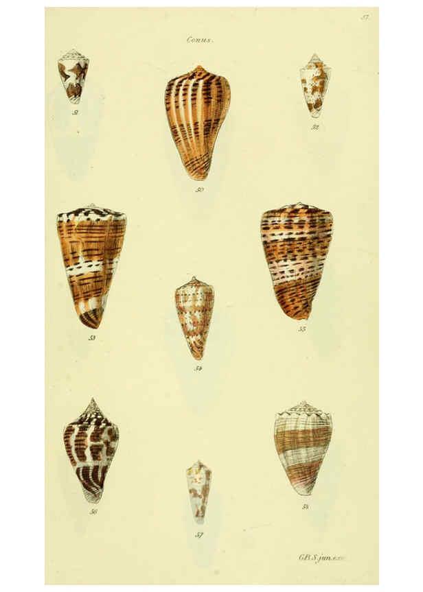 Reproducción/Reproduction 5977985287: The conchological illustrations or, Coloured figures of all the hitherto unfigured recent shells London :[s.n.] ;1832