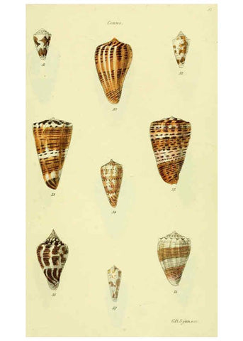 Reproducción/Reproduction 5977985287: The conchological illustrations or, Coloured figures of all the hitherto unfigured recent shells London :[s.n.] ;1832