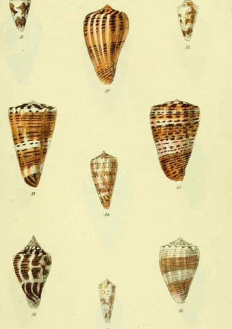 Reproducción/Reproduction 5977985287: The conchological illustrations or, Coloured figures of all the hitherto unfigured recent shells London :[s.n.] ;1832