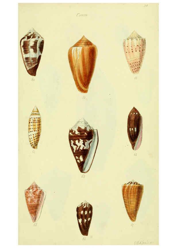 Reproducción/Reproduction 5978544162: The conchological illustrations or, Coloured figures of all the hitherto unfigured recent shells London :[s.n.] ;1832