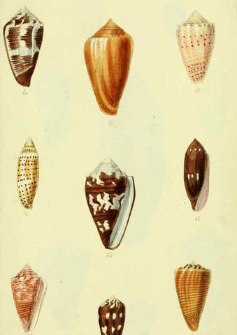 Reproducción/Reproduction 5978544162: The conchological illustrations or, Coloured figures of all the hitherto unfigured recent shells London :[s.n.] ;1832