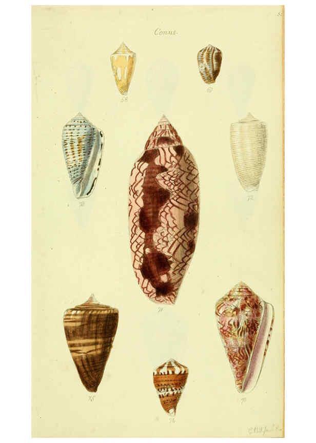 Reproducción/Reproduction 5977985991: The conchological illustrations or, Coloured figures of all the hitherto unfigured recent shells London :[s.n.] ;1832