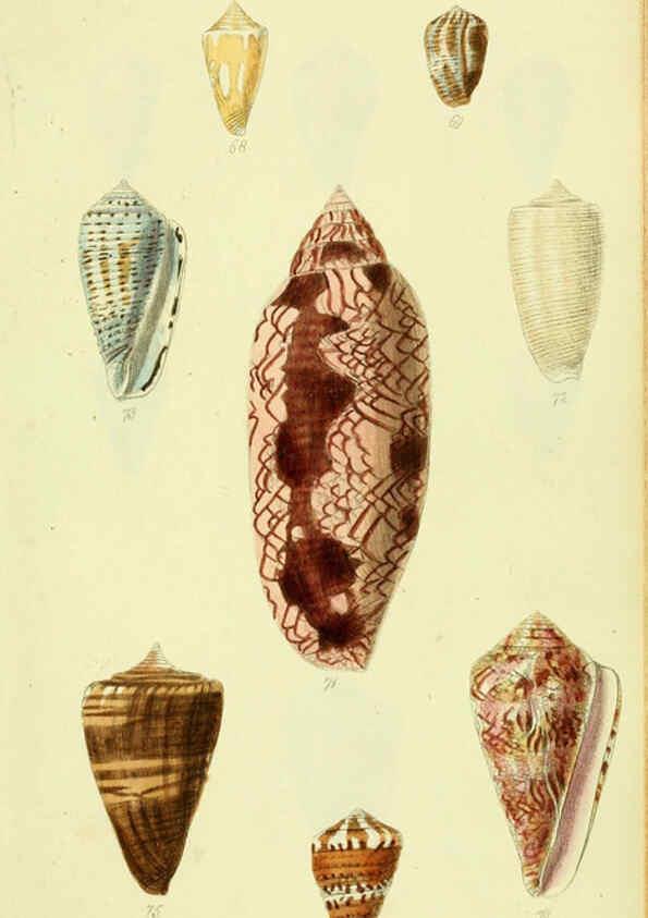 Reproducción/Reproduction 5977985991: The conchological illustrations or, Coloured figures of all the hitherto unfigured recent shells London :[s.n.] ;1832
