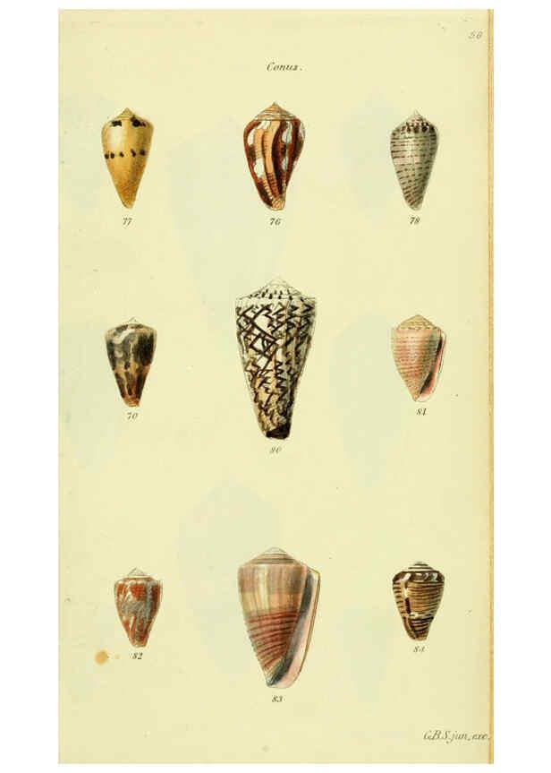 Reproducción/Reproduction 5977986265: The conchological illustrations or, Coloured figures of all the hitherto unfigured recent shells London :[s.n.] ;1832