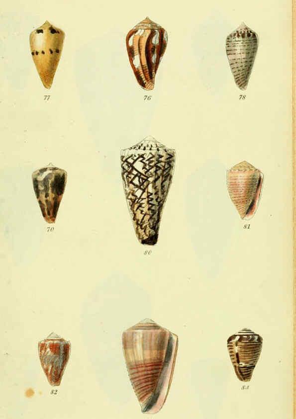 Reproducción/Reproduction 5977986265: The conchological illustrations or, Coloured figures of all the hitherto unfigured recent shells London :[s.n.] ;1832