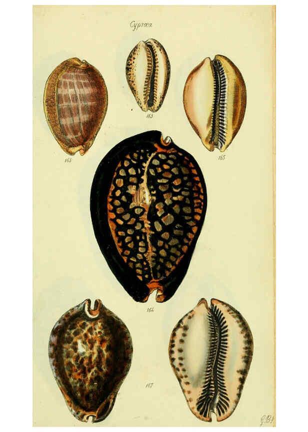 Reproducción/Reproduction 5978537268: The conchological illustrations or, Coloured figures of all the hitherto unfigured recent shells London :[s.n.] ;1832