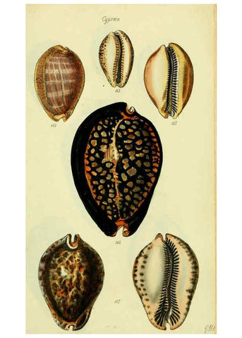 Reproducción/Reproduction 5978537268: The conchological illustrations or, Coloured figures of all the hitherto unfigured recent shells London :[s.n.] ;1832