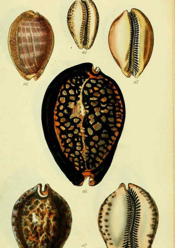 Reproducción/Reproduction 5978537268: The conchological illustrations or, Coloured figures of all the hitherto unfigured recent shells London :[s.n.] ;1832