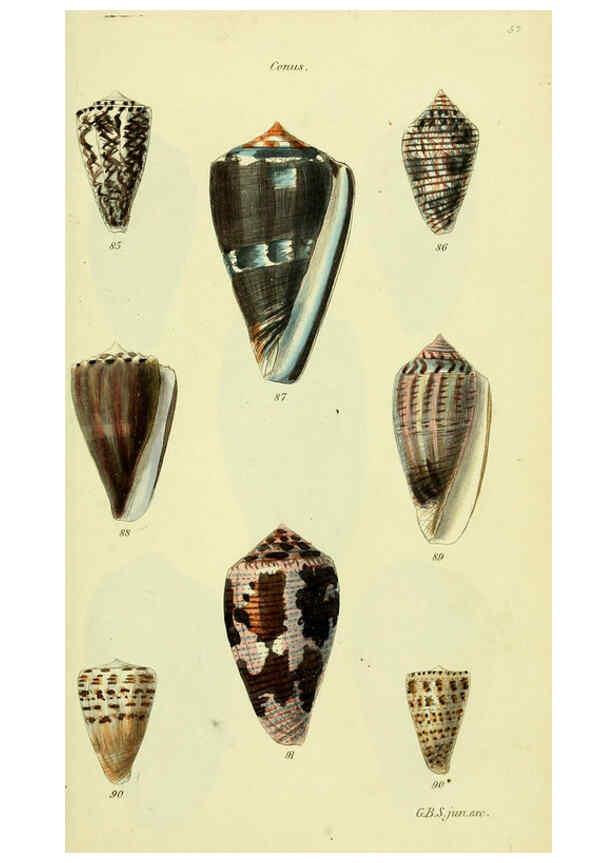 Reproducción/Reproduction 5978545034: The conchological illustrations or, Coloured figures of all the hitherto unfigured recent shells London :[s.n.] ;1832