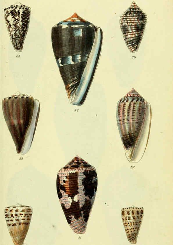 Reproducción/Reproduction 5978545034: The conchological illustrations or, Coloured figures of all the hitherto unfigured recent shells London :[s.n.] ;1832