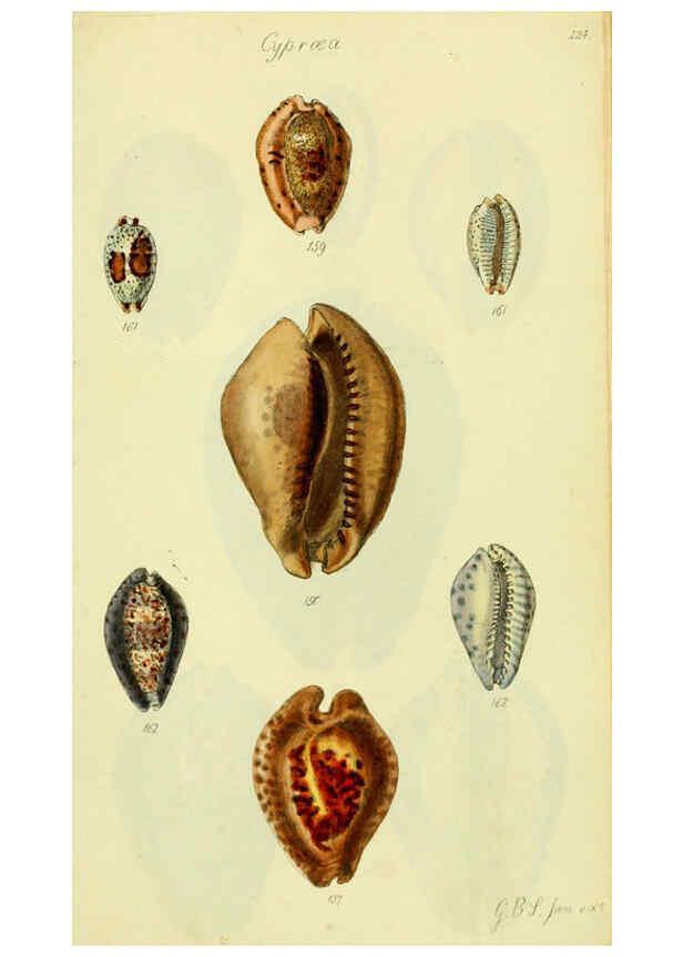Reproducción/Reproduction 5977978469: The conchological illustrations or, Coloured figures of all the hitherto unfigured recent shells London :[s.n.] ;1832