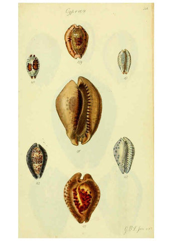 Reproducción/Reproduction 5977978469: The conchological illustrations or, Coloured figures of all the hitherto unfigured recent shells London :[s.n.] ;1832
